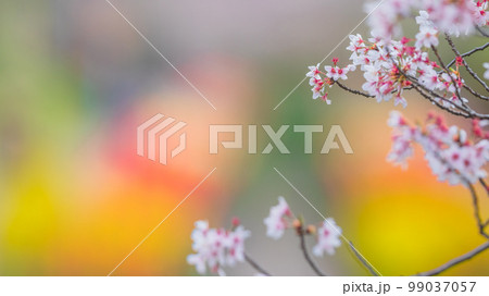【神奈川県】江川せせらぎ緑道の春風景・散り始めの桜・4月　※自然風景 99037057