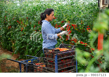 Latino woman farmer harvesting tomatoes in greenhouse Latino woman farmer harvesting tomatoes in greenhouse 99037123