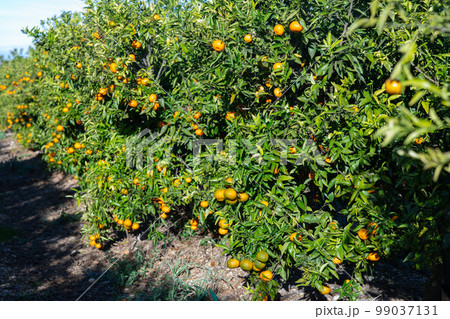 Ripe tangerines on trees 99037131