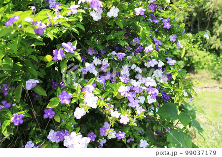 白色と紫色の美しいニオイバンマツリの花びら 白色と紫色の美しいニオイバンマツリの花びら 99037179