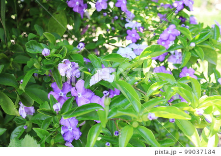 満開に咲くニオイバンマツリの花 99037184