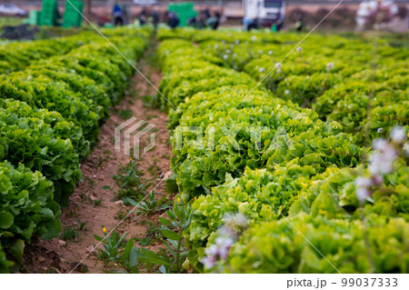Farm field with green lettuce Farm field with green lettuce 99037333