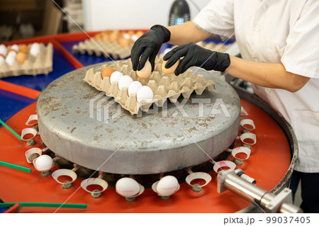 hands in the egg sorting shop 99037405