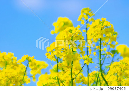 爽やかな青空と満開の菜の花 99037406