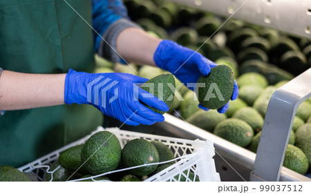 Fresh appetizing avocado running on rolling conveyor of production line 99037512