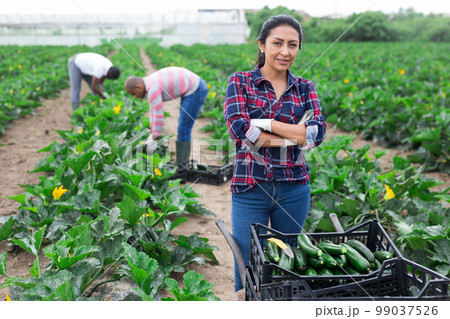 Latin american female horticulturist on field during zucchini harvest 99037526