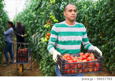 Latino farmer with box of ripe tomatoes in greenhouse 99037763