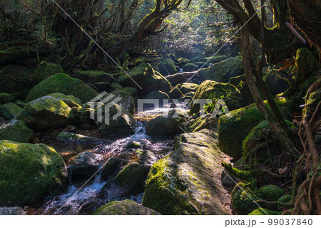 木漏れ日　屋久島白谷雲水峡(冬 99037840