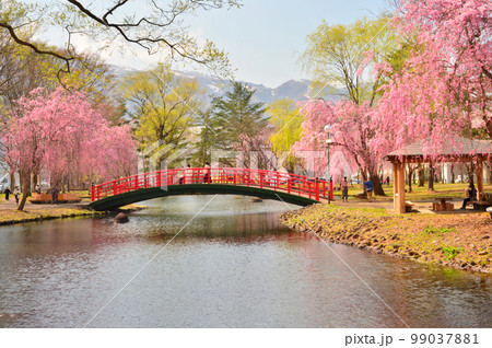 桜満開の越後湯沢中央公園 桜満開の越後湯沢中央公園 99037881