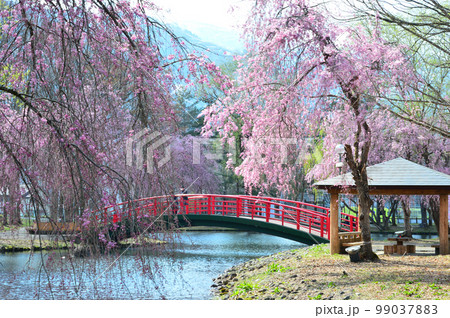 桜満開の越後湯沢中央公園 99037883