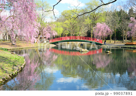 水鏡映る桜満開の越後湯沢中央公園 水鏡映る桜満開の越後湯沢中央公園 99037891