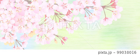 明るくぼけた新緑背景と桜花の枝のイラスト 99038016