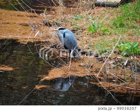 ゴイサギ ゴイサギ 99038207