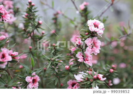 a closeup of pink flowers in bloom with blurred background 99039852