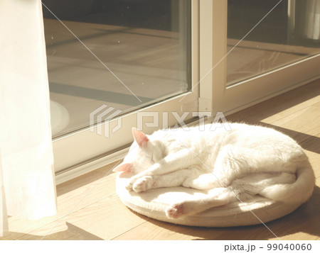 窓際で眠る白猫 99040060