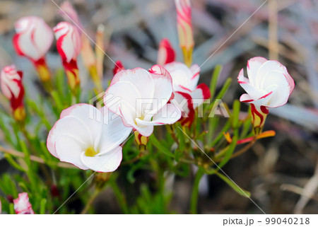 パラソルのように白く渦巻き状に咲くかわいいシボリカタバミの花(マクロ接写写真) パラソルのように白く渦巻き状に咲くかわいいシボリカタバミの花(マクロ接写写真) 99040218