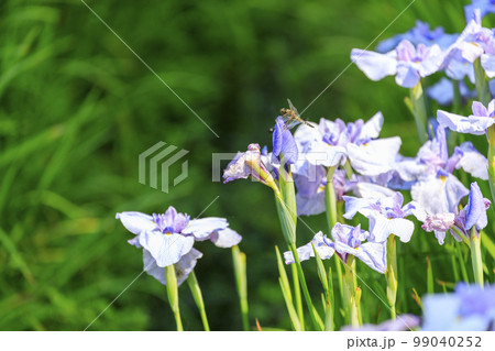 初夏の花　三原三景園菖蒲園のハッチョウトンボ 99040252