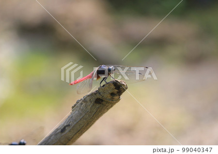 a Dragonfly at nature, the nature concept a Dragonfly at nature, the nature concept 99040347