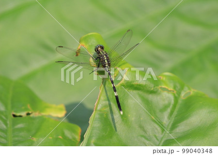 a Dragonfly at nature, the nature concept a Dragonfly at nature, the nature concept 99040348