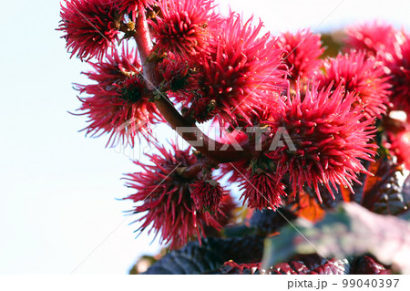 背丈の高いトウゴマの赤いイガイガ風の花(自然光マクロ撮影) 背丈の高いトウゴマの赤いイガイガ風の花(自然光マクロ撮影) 99040397