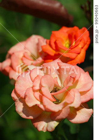 ピンクや赤、オレンジといろいろな色が混ざった鮮やかな色彩のバラの花たち。 99040663