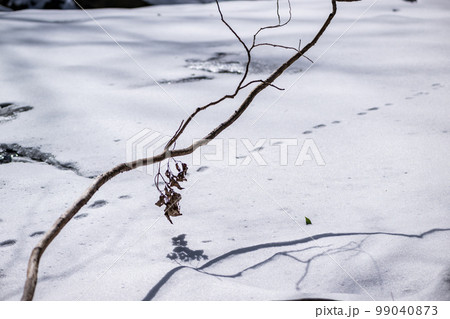 極寒の雪景色と氷と冬の風景 極寒の雪景色と氷と冬の風景 99040873
