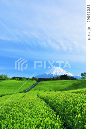 初夏の青空と新緑の茶畑　そして富士山 99041081