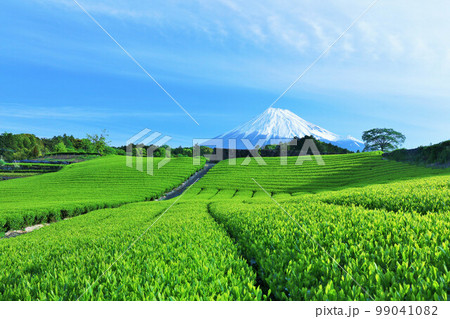 初夏の青空と新緑の茶畑　そして富士山 99041082