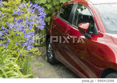 夏の花、アガパンサスと赤い車の風景 夏の花、アガパンサスと赤い車の風景 99041098