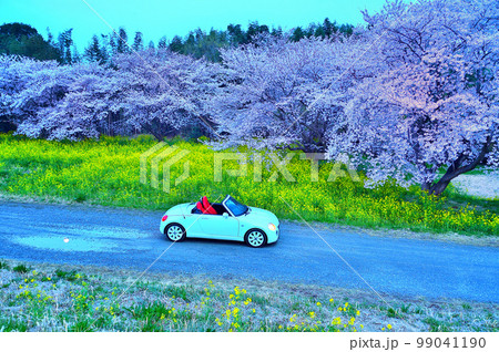 日の出前　夜桜　菜の花　ライトアップ　オープンカー（コペン）群馬県 99041190