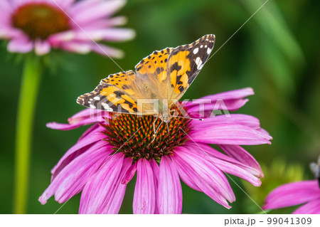 Beautiful butterfly painted lady or Vanessa cardui sitting on purple Echinacea flower in the summer. Close up. Macro. 99041309