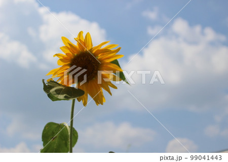夏の元気 夏の元気 99041443