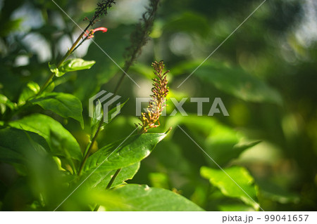 万葉菊花園 万葉菊花園 99041657