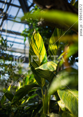 万葉菊花園 99041672