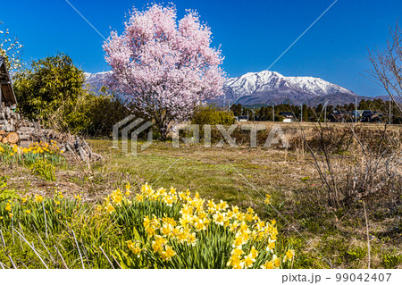 【新潟県・佐渡】早春賦 4月 【新潟県・佐渡】早春賦 4月 99042407