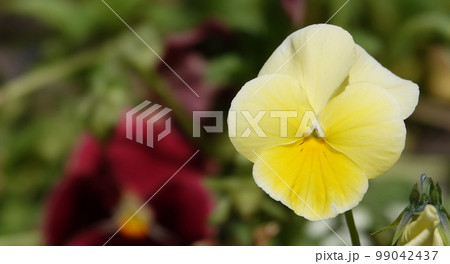 Flowers Violet Field or Wild Pansy (Heartsease) close-up beautiful and delicate Flowers Violet Field or Wild Pansy (Heartsease) close-up beautiful and delicate 99042437