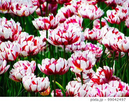 Flowers Tulips of different varieties and colors planted in the parks of the city of Kiev Flowers Tulips of different varieties and colors planted in the parks of the city of Kiev 99042497