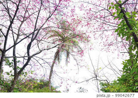 奄美大島　ヒカンザクラとヒカゲヘゴ 99042677