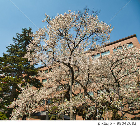 石割桜と盛岡地方裁判所・岩手県盛岡市 石割桜と盛岡地方裁判所・岩手県盛岡市 99042682