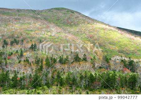 知床横断道路の山腹の紅葉 知床横断道路の山腹の紅葉 99042777