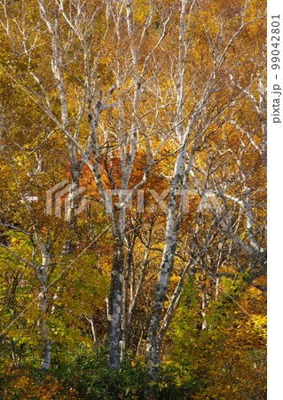 橙と黄色の紅葉 99042801