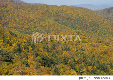 密集する紅葉の森 99042803