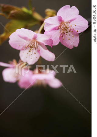 可憐に咲く河津桜 可憐に咲く河津桜 99043030