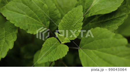 植物 背景 ヤシの木 99043064