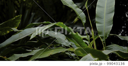 植物 背景 ヤシの木 99043136