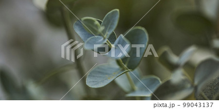 植物 背景 ヤシの木 99043137
