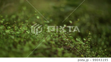 植物 背景 ヤシの木 99043195