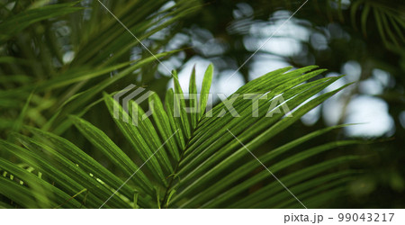 植物 背景 ヤシの木 99043217