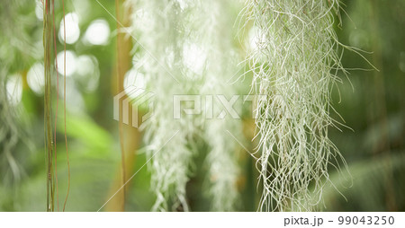 植物 背景 ヤシの木 99043250