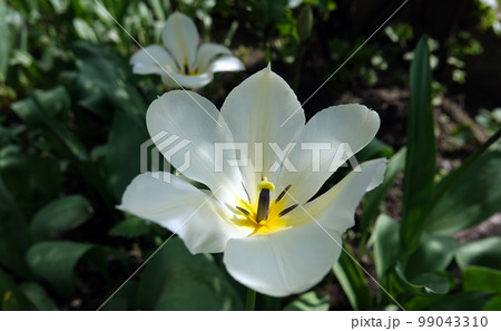 Flowers Tulips of different varieties and colors planted in the parks of the city of Kiev Flowers Tulips of different varieties and colors planted in the parks of the city of Kiev 99043310